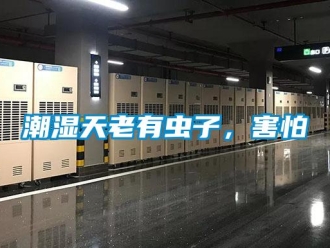 企业香蕉视频APP下载地址潮湿天老有虫子，害怕