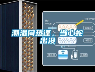 企业香蕉视频APP下载地址潮湿闷热谨，当心蛇出没