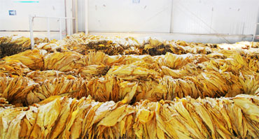  烟草行业环境加湿湿度控制解决黄色网站香蕉视频1