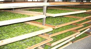 茶叶烘干处理解决黄色网站香蕉视频