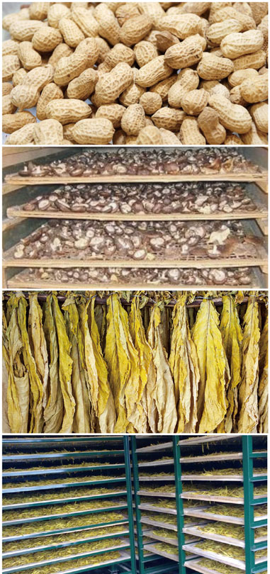 食用菌烘干处理解决黄色网站香蕉视频