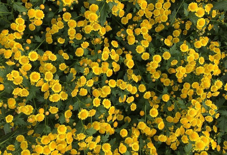 农场胎菊小菊花野菊花烘干香蕉视频一区二区机